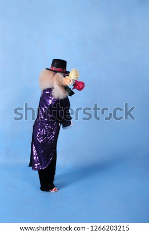 Dog in black suit with dark glasses and hat on blue background with flowers in teeth