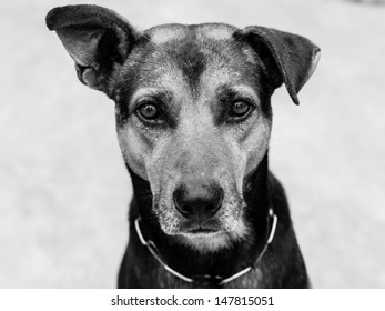 Black And White Dog Images, Stock Photos & Vectors 