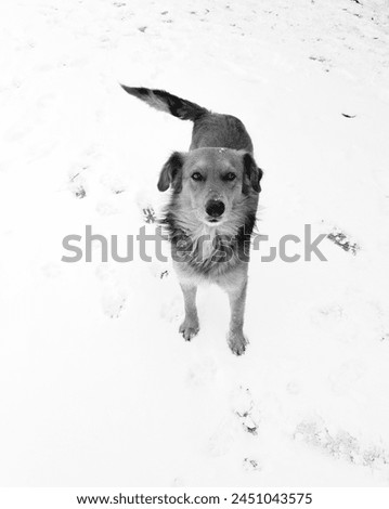 Similar – Foto Bild Bock Haustier Tiergesicht