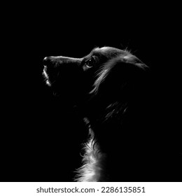 Dog black white black background