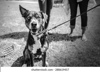 A Dog In Black And White At A Park With Its Owners