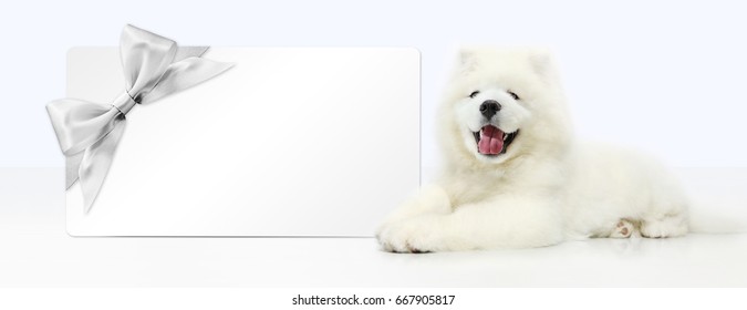 Dog With Blank Gift Card Isolated On White Background