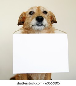 Dog With A Blank Sign