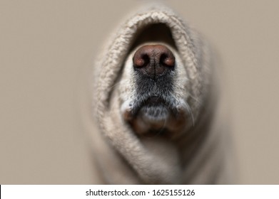 A Dog In A Blanket Sticking Out One Nose. The Dog Is Very Cold.