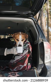 Dog In Blanket With Tin Coffee Mug In The Trunk Of A SUV In Winter Forest. Hiking, Travelling And Camping In Car With Pets