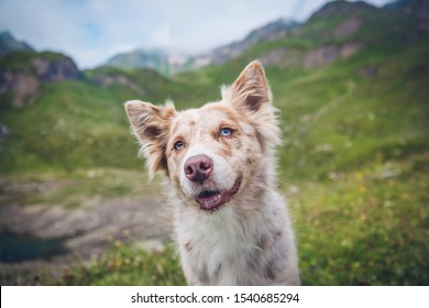 Dog with blue eyes in the mountains - Shutterstock ID 1540685294