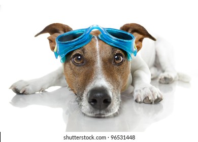 Dog With Blue Goggles