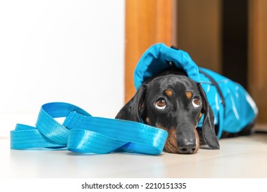 Dog In Blue Raincoat Lies In Doorway Next To Leash, Patiently Waiting For Owner To Go For Walk. Clothing, Accessories For Pets. Tired Dog Lies In Hallway After Active Workout On Street. Discipline