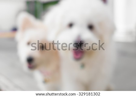 dog blurred background