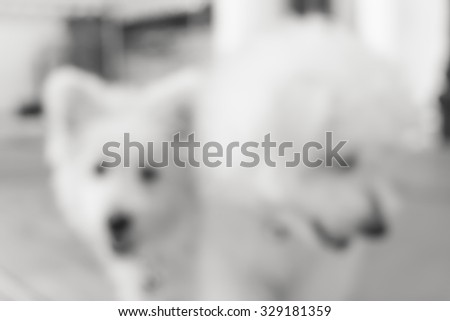dog blurred background