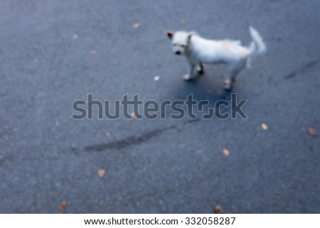 dog blurred background