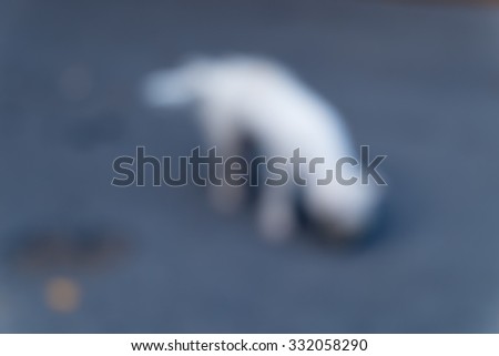 dog blurred background