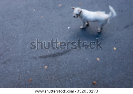 dog blurred background