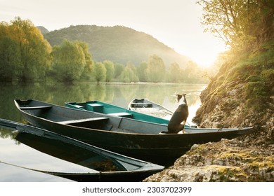 dog in a boat at sunrise. Beautiful pet on a morning walk. Adventure, active lifestyle, health - Powered by Shutterstock