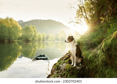 dog in a boat at sunrise. Beautiful pet on a morning walk. Adventure, active lifestyle, health - Powered by Shutterstock