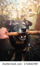 Dog Bokeh Pov Old Dog Brown Day Garden Sun Portrait Pet Canine