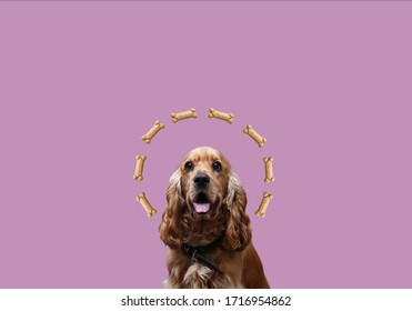 Dog And Bone. English Cocker Spaniel With Bone. Dog Food Art. Cocker Spaniel Is A Beautiful Picture. Dog Food On A Plain Background