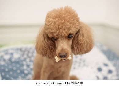 dog with a bone in his mouth