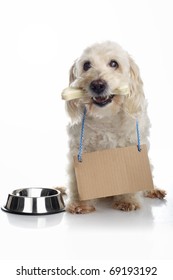 Dog With Bone In Its Mouth Wearing Cardboard Sign Around Neck Waiting For Food