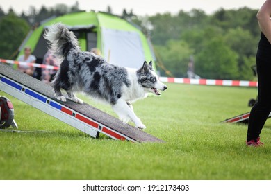 how to train border collie agility