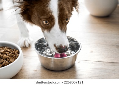 Dog border collie drink clear flat water from steel bowl. Detail drinking water.