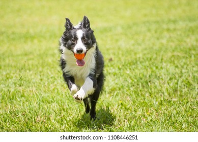 Dog Border Collie Running With A Ball Grass