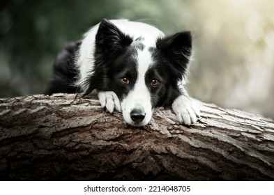 dog border collie sad look portrait in nature