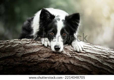 dog border collie sad look portrait in nature
