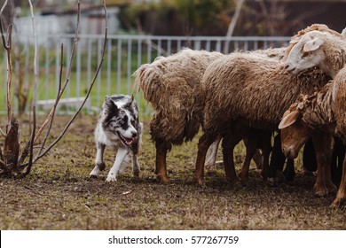 Dog Border Collie And Sheep