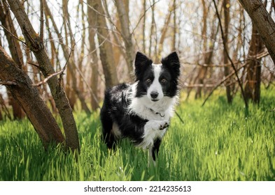 dog border collie stands in tall grass and shows a paw - Powered by Shutterstock