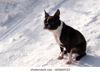 Dog Boston Terrier Sitting In The Snow.