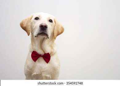 A Dog In A Bow Tie