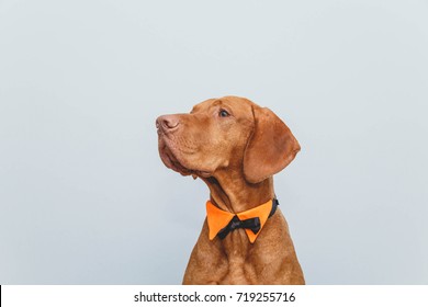 A Dog In A Bow Tie