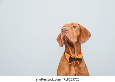 A Dog In A Bow Tie