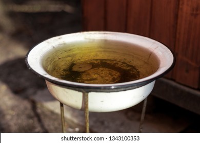 Dog Bowl With Dirty Water