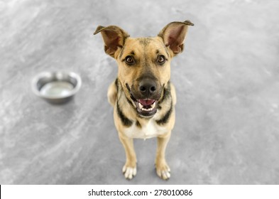 Dog And Bowl Hungry And Happy Looking Up Isolated