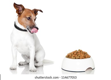 Dog Bowl Hungry Meal Eating