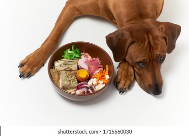 Dog And A Bowl Of Natural Raw Meat Food Over White Background. Feeding Dog.