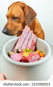 Dog And Bowl Of Natural Raw Meat Food. Dog's Poor Appetite. Dog Refuse To Eat. 