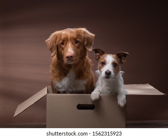 Dog In A Box, Moving. Pet At Home. Funny Jack Russell Terrier And Nova Scotia Duck Tolling Retriever. Mail, Package, Gift