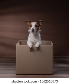 Dog In A Box, Moving. Pet At Home. Funny Jack Russell Terrier. Mail, Package, Gift