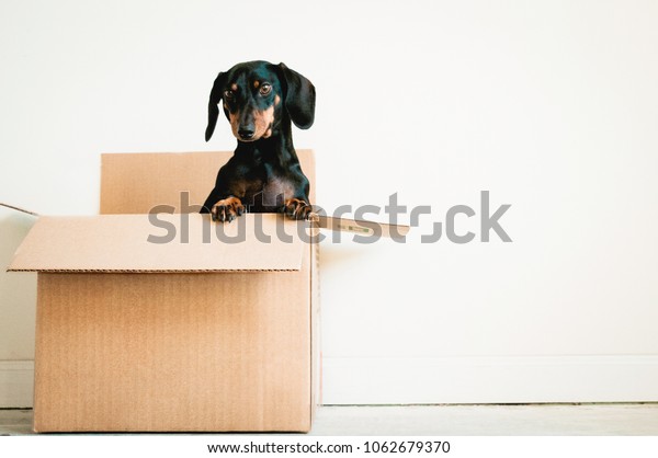 Dog in a box on white\
background