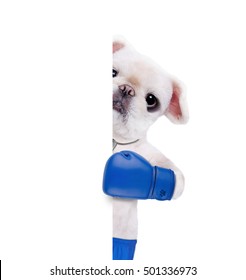 boxing glove dog