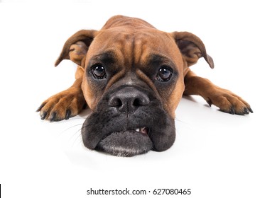 Dog boxer brown lies with muzzle on floor and looks sad