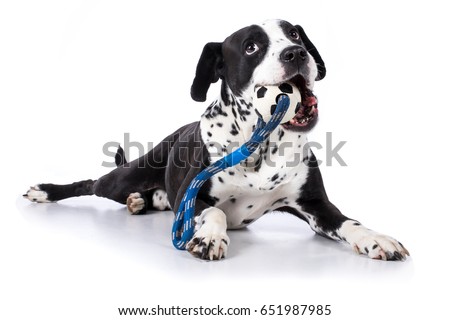 Dog boxer Dalmatian hybrid lying on the ground and playing with toy rope ball