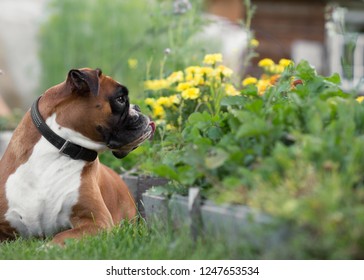 Dog Boxer In The Garden