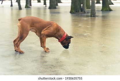 Dog Boxer On Ice Reaches For Food, Thin Ice In Early Spring, On A Walk In The Park