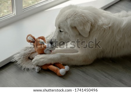 The dog breaks and tears the soft toy. Naughty dog. Puppy games. Friendship is over. The friendship didn't go well. Human dog friend. dog training. Betrayal of a friend. Friends fight