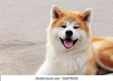 ankita dog
