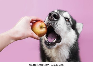 A Dog Breed Alaskan Malamute Eating A Red And Yellow Apple From Human Hand. In Picture Only A Dog And A Hand.